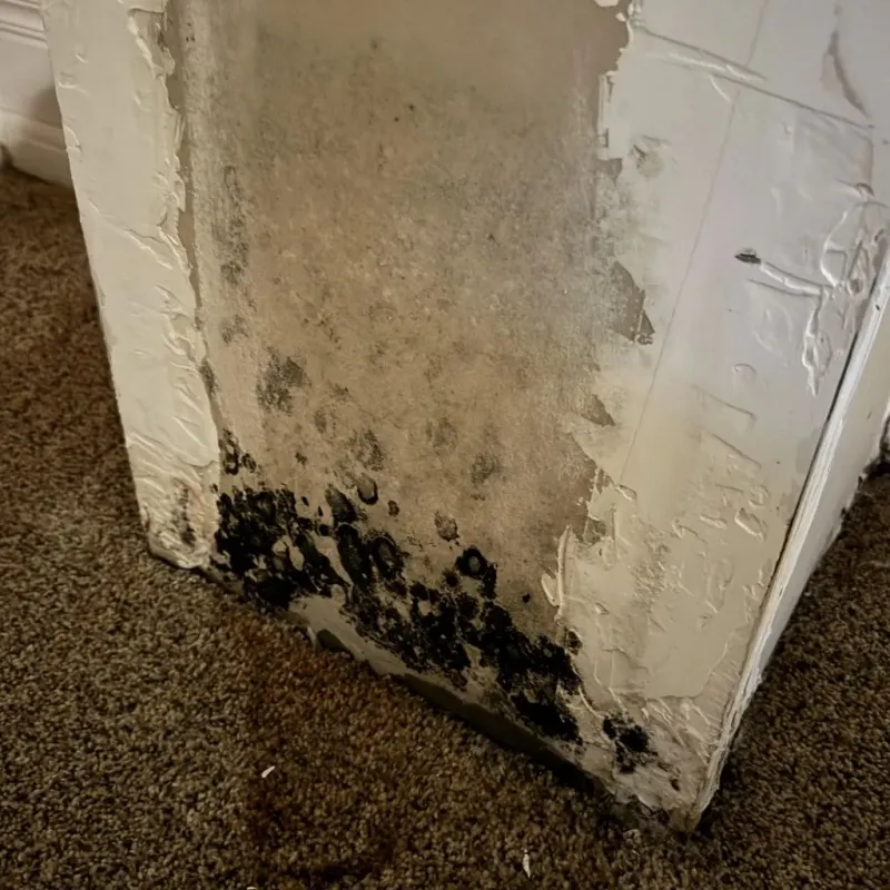 Professional Mold Removal in Midway, FL